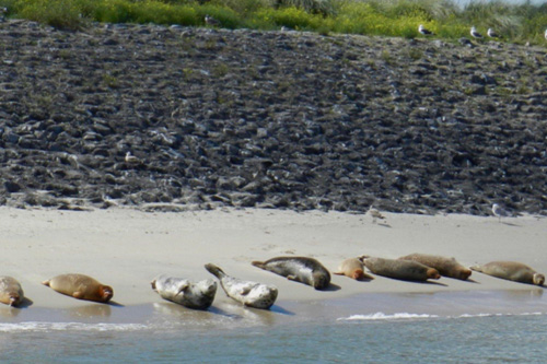 Zeehonden Maasvlakte